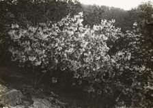 Flowering plant , between 1915 and 1935. Creator: Frances Benjamin Johnston