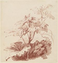 Flowering Plant with Buds, mid 1760s. Creator: Jean Baptiste Marie Huet