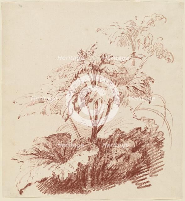 Flowering Plant with Buds, mid 1760s. Creator: Jean Baptiste Marie Huet.