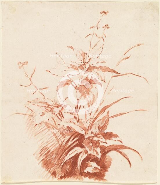 Flowering Plant with Grass, mid 1760s. Creator: Jean Baptiste Marie Huet.