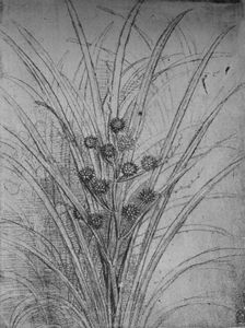 Flowering Rushes c1480 (1945). Artist: Leonardo da Vinci