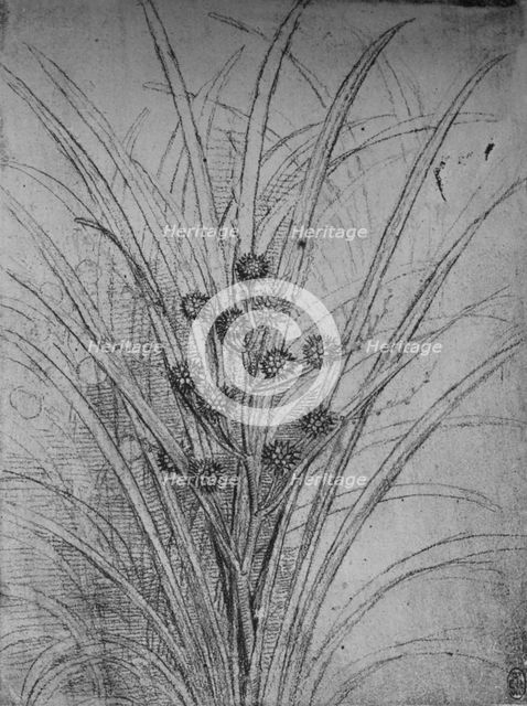 'Flowering Rushes', c1480 (1945). Artist: Leonardo da Vinci.