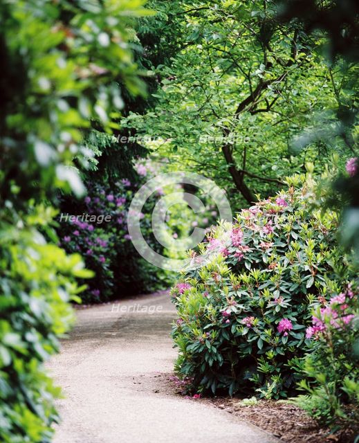 Flowering rhododendrons, gardens of Witley Court, Great Witley, Worcestershire, c2000-c2017. Artist: James O Davies.