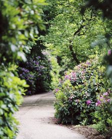 Flowering rhododendrons, gardens of Witley Court, Great Witley, Worcestershire, c2000-c2017. Artist: James O Davies