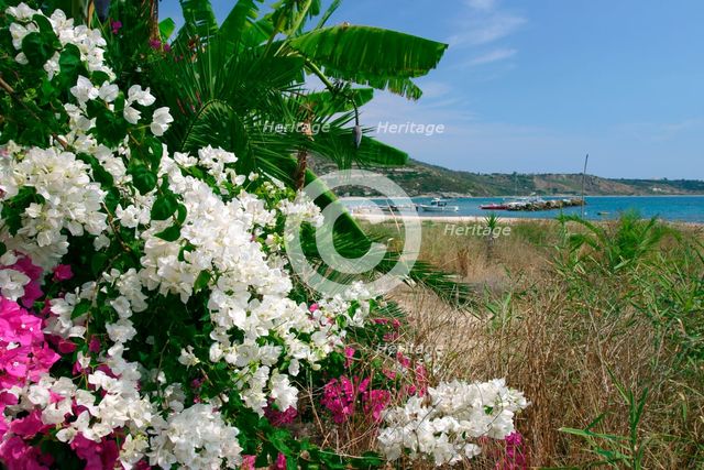Flowering shrubs and palms, Katelios, Kefalonia, Greece. Creator: Peter Thompson.