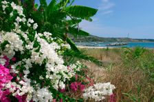 Flowering shrubs and palms, Katelios, Kefalonia, Greece. Creator: Peter Thompson