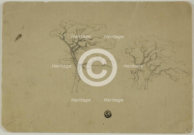 Flowering Trees, 1850/99. Creator: B.W. Atkinson.
