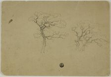 Flowering Trees, 1850/99. Creator: B.W. Atkinson