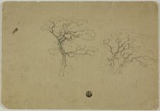 Flowering Trees, 1850/99. Creator: B.W. Atkinson