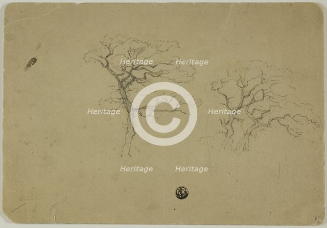 Flowering Trees, 1850/99. Creator: B.W. Atkinson.