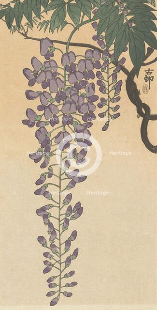 Flowering wisteria. Creator: Ohara, Koson (1877-1945).