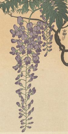 Flowering wisteria. Creator: Ohara, Koson (1877-1945)