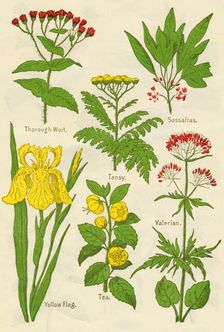 Flowers: Thorough Wort, Tansy, Sassafras, Valerian, Yellow Flag, Tea, Valerian, c1940
