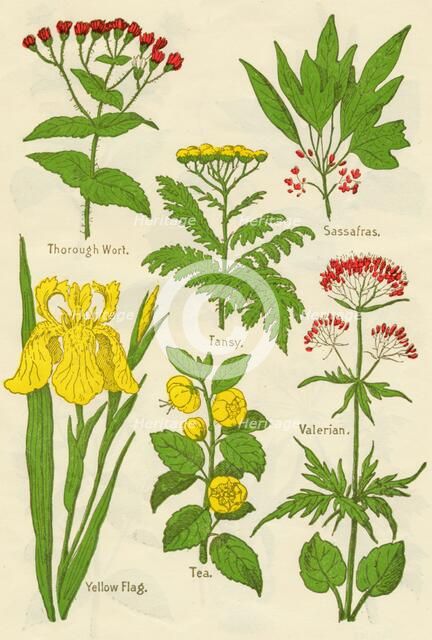 Flowers: Thorough Wort, Tansy, Sassafras, Valerian, Yellow Flag, Tea, Valerian, c1940. Artist: Unknown.
