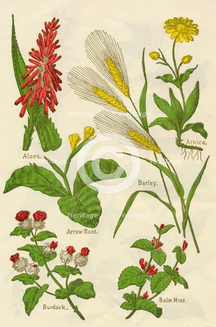 Flowers: Aloes, Arnica, Arrow Root, Barley, Balm Mint, Burdock, c1940.  Artist: Unknown.