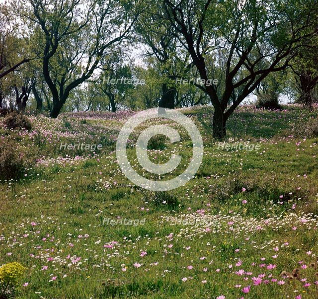 Flowers and olive trees in April in Phocis