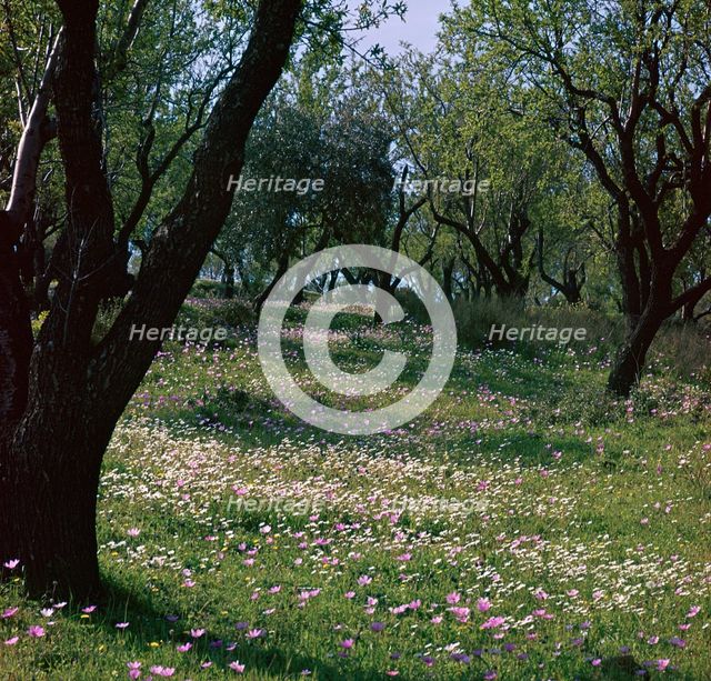 Flowers and olive trees in April in Phocis