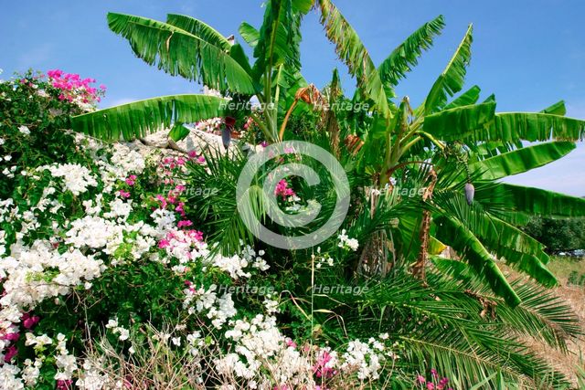Flowers and palms, Katelios, Kefalonia, Greece. Creator: Peter Thompson.