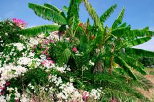 Flowers and palms, Katelios, Kefalonia, Greece. Creator: Peter Thompson