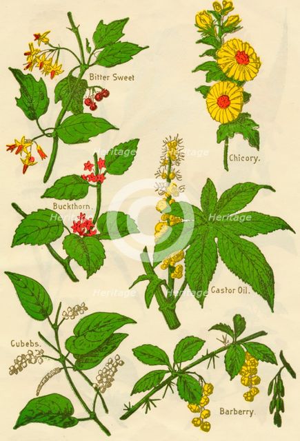 Flowers: Bitter Sweet, Buckthorn, Cubebs, Chicory, Castor Oil, Barberry, c1940.  Artist: Unknown.