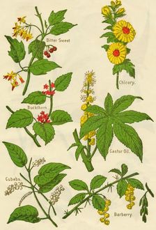 Flowers: Bitter Sweet, Buckthorn, Cubebs, Chicory, Castor Oil, Barberry, c1940