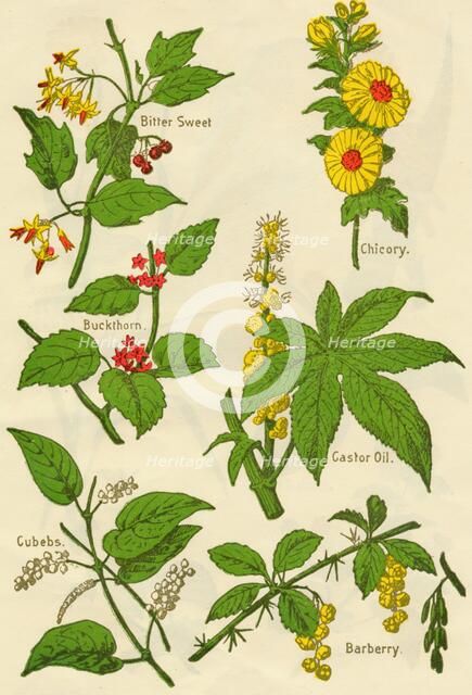 Flowers: Bitter Sweet, Buckthorn, Cubebs, Chicory, Castor Oil, Barberry, c1940.  Artist: Unknown.
