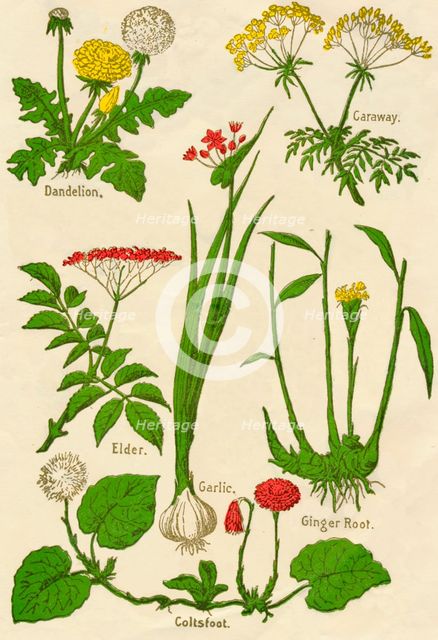 Flowers: Dandelion, Caraway, Elder, Garlic, Coltsfoot, Ginger Root, c1940. Artist: Unknown.