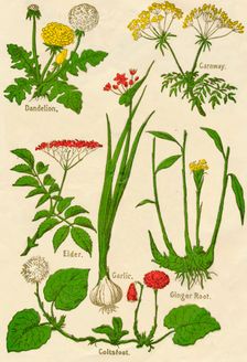 Flowers: Dandelion, Caraway, Elder, Garlic, Coltsfoot, Ginger Root, c1940