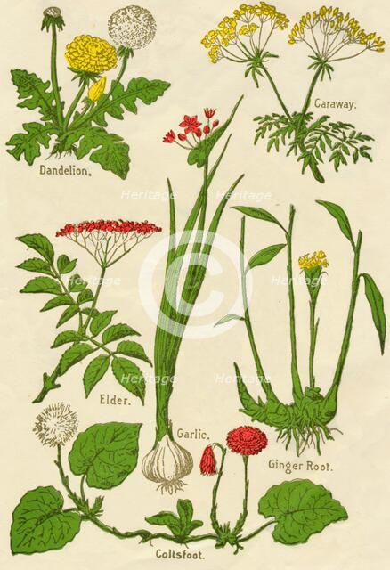 Flowers: Dandelion, Caraway, Elder, Garlic, Coltsfoot, Ginger Root, c1940. Artist: Unknown.