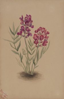 Flowers from the Mesa, 1883. Creator: Mary Vaux Walcott