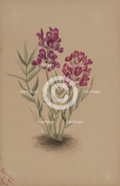 Flowers from the Mesa, 1883. Creator: Mary Vaux Walcott.