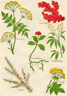 Flowers: Hemlock, Iceland Moss, Ipecacuanha, Indian Hemp, Juniper, Lovage, c1940