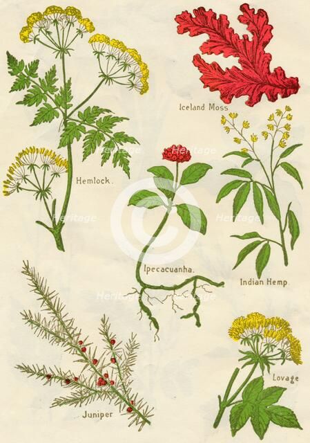 Flowers: Hemlock, Iceland Moss, Ipecacuanha, Indian Hemp, Juniper, Lovage, c1940. Artist: Unknown.