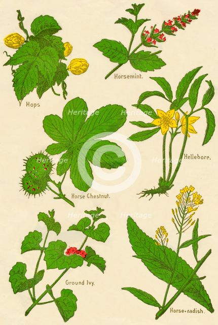 Flowers: Hops, Horsemint, Horse Chestnut, Hellebore, Ground Ivy, Horse-radish, c1940. Artist: Unknown.