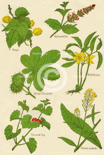 Flowers: Hops, Horsemint, Horse Chestnut, Hellebore, Ground Ivy, Horse-radish, c1940. Artist: Unknown.