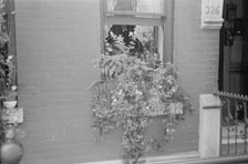 Flowers in a window, 61st Street between 1st and 3rd Avenues, New York, 1938. Creator: Walker Evans