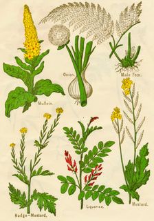 Flowers: Mullein, Onion, Male Fern, Nodge-Mustard, Liquorice, Mustard, c1940