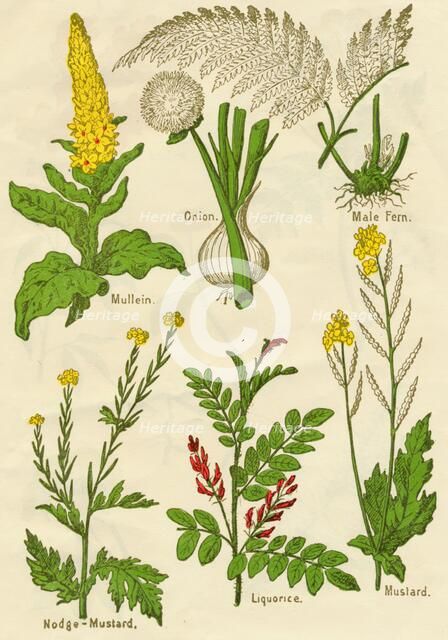 Flowers: Mullein, Onion, Male Fern, Nodge-Mustard, Liquorice, Mustard, c1940. Artist: Unknown.