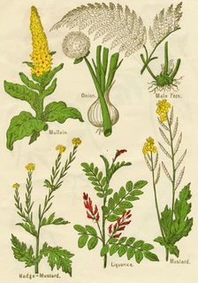 Flowers: Mullein, Onion, Male Fern, Nodge-Mustard, Liquorice, Mustard, c1940