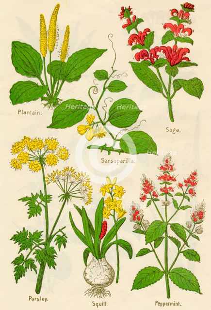 Flowers: Plantain, Sarsaparilla, Sage, Parsley, Squill, Peppermint, c1940. Artist: Unknown.