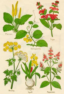 Flowers: Plantain, Sarsaparilla, Sage, Parsley, Squill, Peppermint, c1940