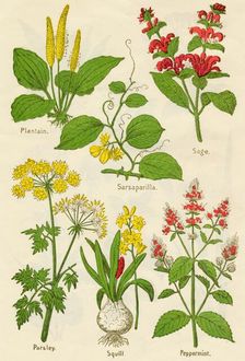 Flowers: Plantain, Sarsaparilla, Sage, Parsley, Squill, Peppermint, c1940