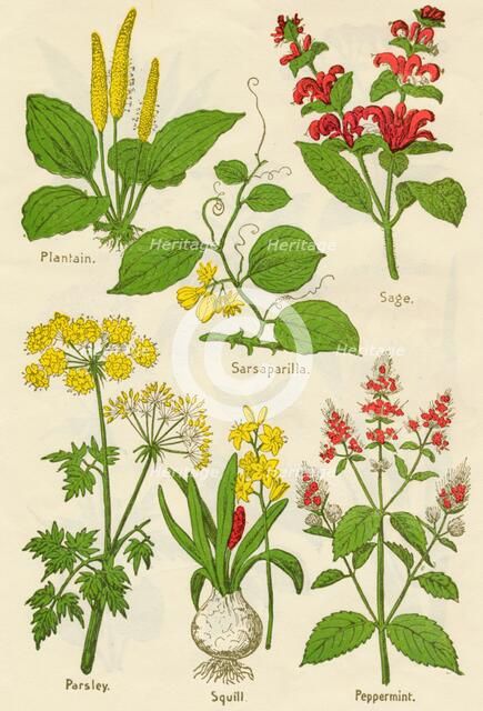 Flowers: Plantain, Sarsaparilla, Sage, Parsley, Squill, Peppermint, c1940. Artist: Unknown.