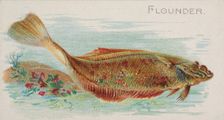 Flounder, from the Fish from American Waters series (N8) for Allen & Ginter Cigarettes Bra..., 1889. Creator: Allen & Ginter