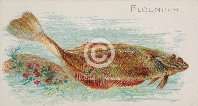 Flounder, from the Fish from American Waters series (N8) for Allen & Ginter Cigarettes Bra..., 1889. Creator: Allen & Ginter.