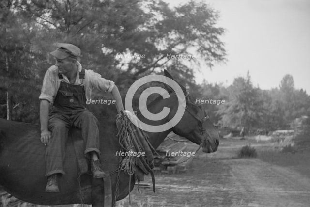 Floyd Burroughs, on mule, Hale County, Alabama, 1936. Creator: Walker Evans.