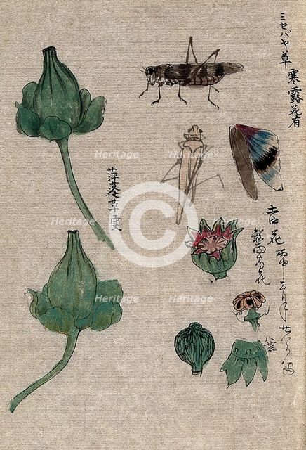 Fruit and floral segments of a plant of the Papaveraceae family and a grasshopper. Creator: Unknown.