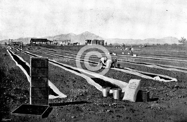 Fruit-Growing in California: drying prunes, 1895. Creator: George Meisenbach.