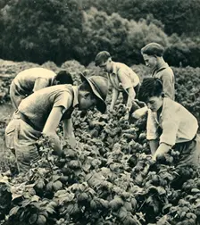 Fruit Picking in War Time 1944. Creator: Unknown