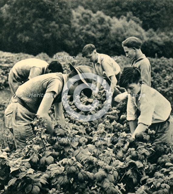 'Fruit Picking in War Time', 1944. Creator: Unknown.